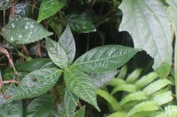 Strobilanthes thwaitesii T.Anderson